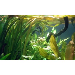 Vallisneria Spiralis in jar - Aquaflora