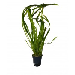 Vallisneria spiralis in pot - Aquaflora