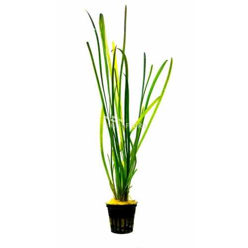 VALLISNERIA SPIRALIS 'LEOPARD' IN JASET -...