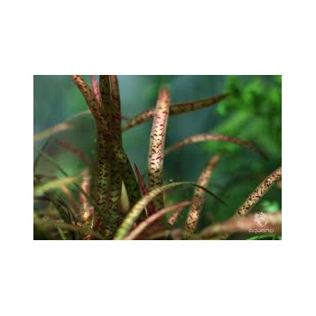 Valliseuria Spiralis 'Leopard' à Jaset - Aquaflora 2