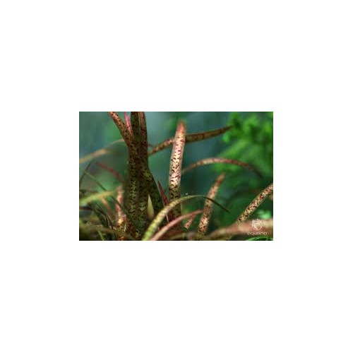 Vallisneria spiralis 'Leopard' in pot - Aquaflora