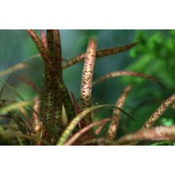 Vallisneria spiralis 'Leopard' in pot - Aquaflora