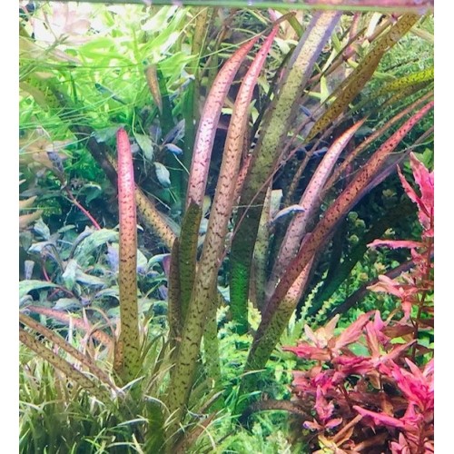 Vallisneria spiralis 'Leopard' in pot - Aquaflora