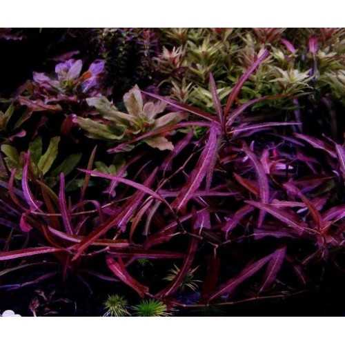 Persicaria praetermissa 'rubra' in jar - Aquaflora