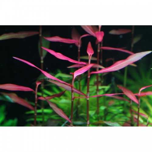 Persicaria praetermissa 'rubra' in jar - Aquaflora