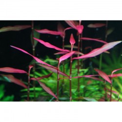 Persicaria praetermissa 'rubra' in jar - Aquaflora