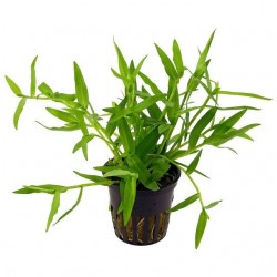 Persicaria praetermissa 'rubra' in jar - Aquaflora
