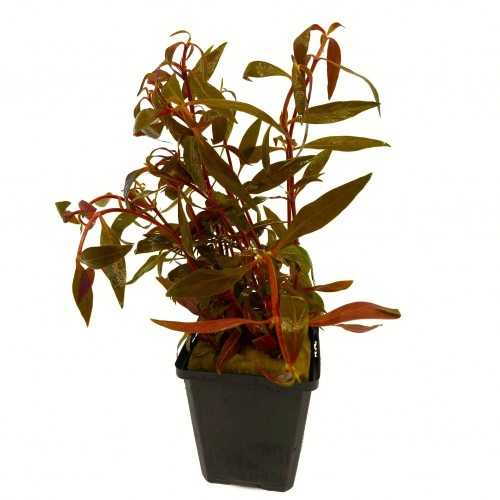 Alternanthera Reineckii 'Rosaefolia' XL in jar...