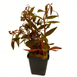 Alternanthera reineckii 'Rosaefolia' XL in pot - Aquaflora