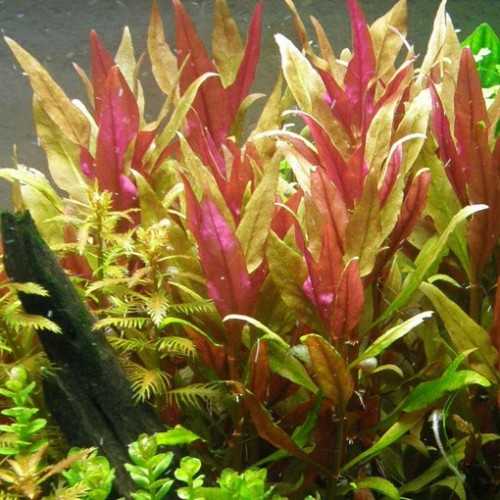 Alternanthera Reineckii 'Rosaefolia' XL in jar...