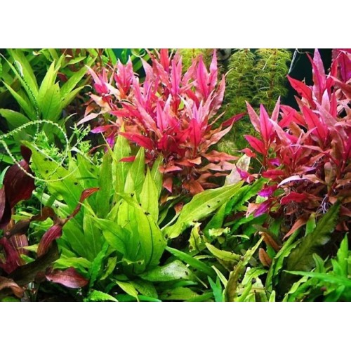 Alternanthera reineckii 'Rosaefolia' XL in...