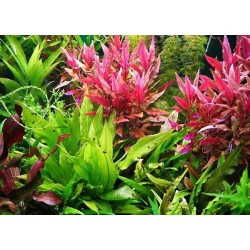 Alternanthera reineckii 'Rosaefolia' XL in pot - Aquaflora