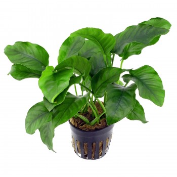 Anubias XL Bears à Jaset - Aquaflora