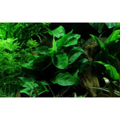 Anubias Barters Var. NANA XL in jar - Aquaflora