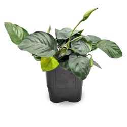 Anubias Barters Var. NANA XL in jar - Aquaflora