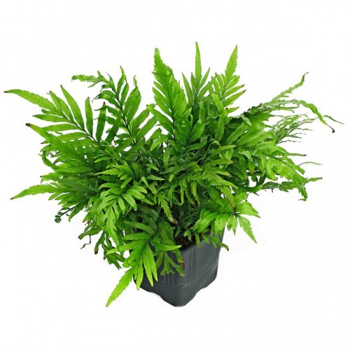 Bolbittis Heudeelotii XL dans Jar - Aquaflora