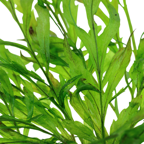 Bolbittis Heudeelotii XL dans Jar - Aquaflora