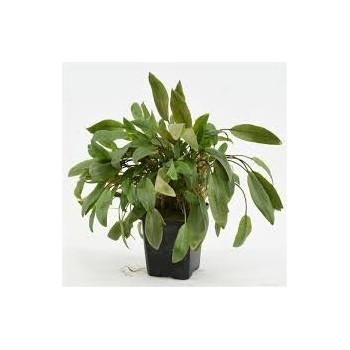 Cryptocoryne mix XL in jar - Aquaflora