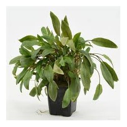 Cryptocoryne mix XL in vasetto - Aquaflora