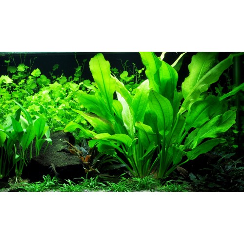 Echinodorus mix xl dans le pot - Aquaflora