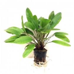 Echinodorus mix XL in jar - Aquaflora