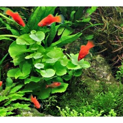 Hydrocotyle Leucocephala XL in jar - Aquaflora
