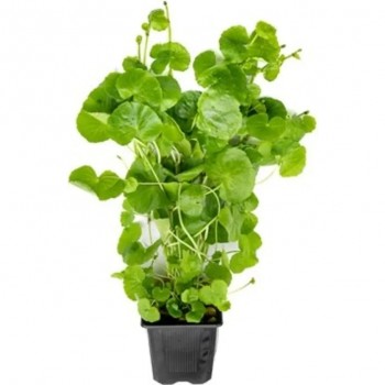 Hydrocotyle leucocephala xl dans le pot - Aquaflora