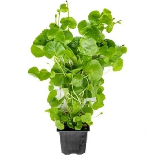 Hydrocotyle leucocephala xl dans le pot -...