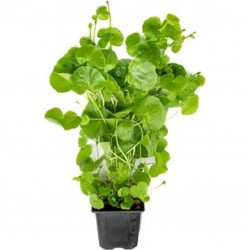 Hydrocotyle leucocephala xl dans le pot - Aquaflora