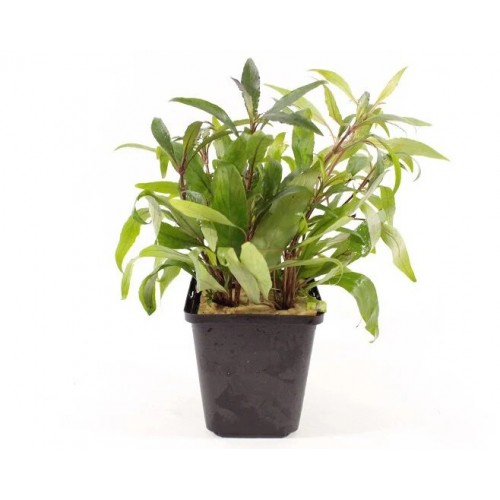 Hygrophila corymbosa 'Angustifolia' XL in pot -...