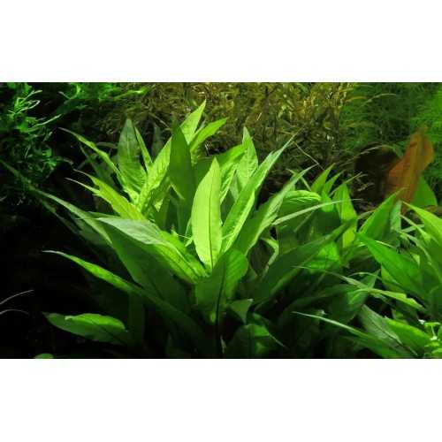 Hygrophila Corymbosa 'Angustifolia' XL in jar -...