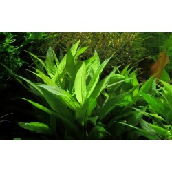 Hygrophila Corymbosa 'Angustifolia' XL in jar - Aquaflora