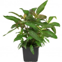 Hygrophila corymbosa 'Siamensis' XL in jar - Aquaflora
