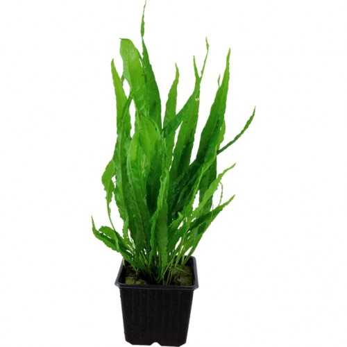 Microsorum Pteropus XL in jar - Aquaflora