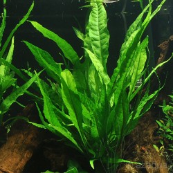 Microsorum Pteropus XL in jar - Aquaflora