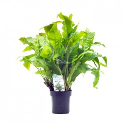 Microsorum Pteropus 'Latifolia' XL in jar - Aquaflora