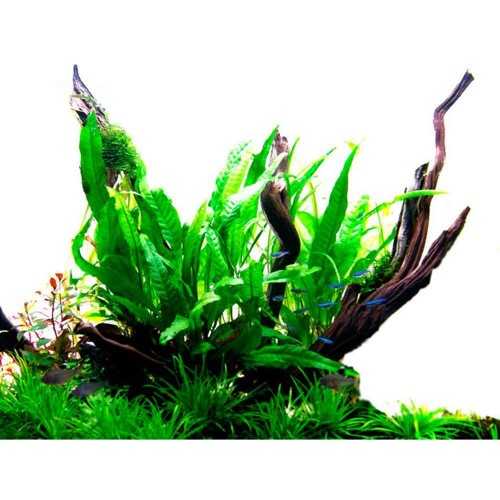 Microsorum Pteropus 'Latifolia' XL in jar -...
