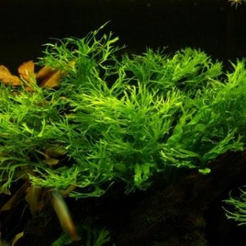 Microsorum pteropus 'Windelov' XL in vasetto - Aquaflora 2