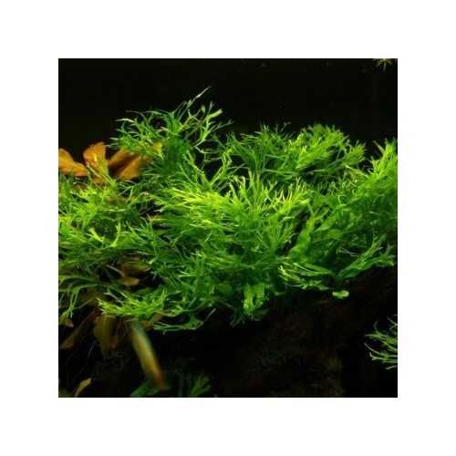 Microsorum Pteropus 'Windelov' XL in jar -...