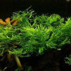Microsorum Pteropus 'Windelov' XL in jar - Aquaflora