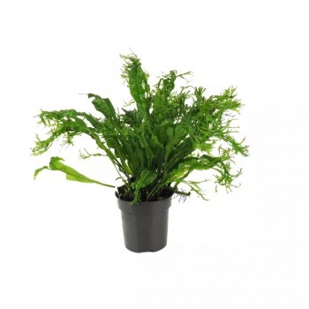 Microsorum Pteropus 'Windelov' XL dans Jar - Aquaflora