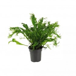 Microsorum Pteropus 'Windelov' XL dans Jar - Aquaflora