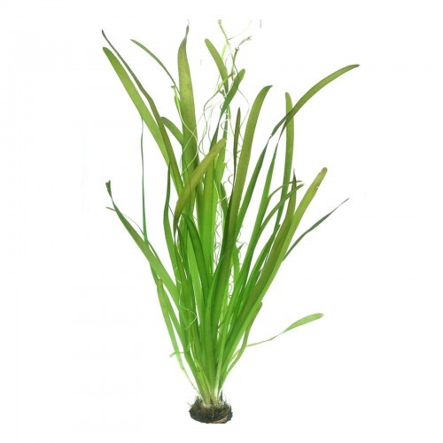 Valliseuria Australis (Gigantea) XL à Jar -...