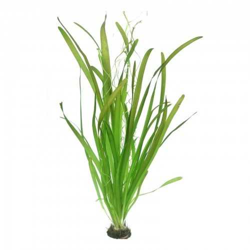VALLISNERIA AUSTRALIS (GIGANTEA) XL in jar -...