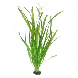 VALLISNERIA AUSTRALIS (GIGANTEA) XL in jar - Aquaflora