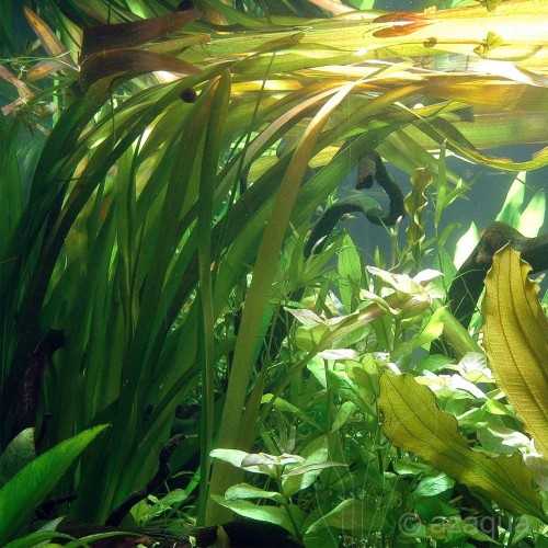 VALLISNERIA AUSTRALIS (GIGANTEA) XL in jar -...