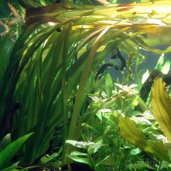 Valliseuria Australis (Gigantea) XL à Jar - Aquaflora