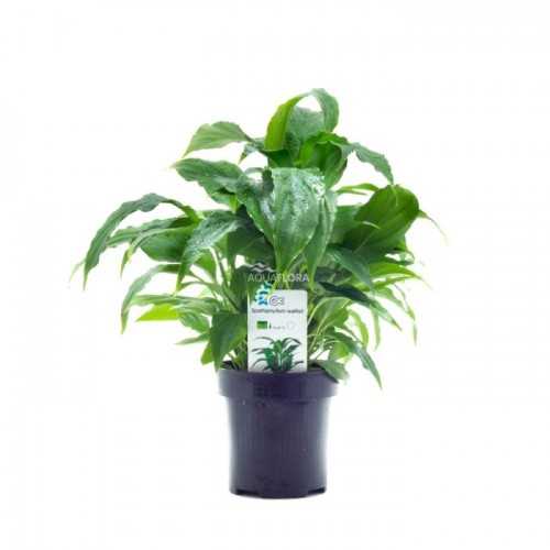 Spathiphyllum Wallisii XL in jar - Aquaflora