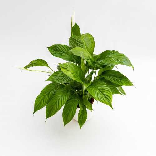 Spathiphyllum Wallisii XL in jar - Aquaflora