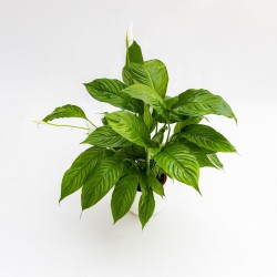 Spathiphyllum Wallisii XL in jar - Aquaflora
